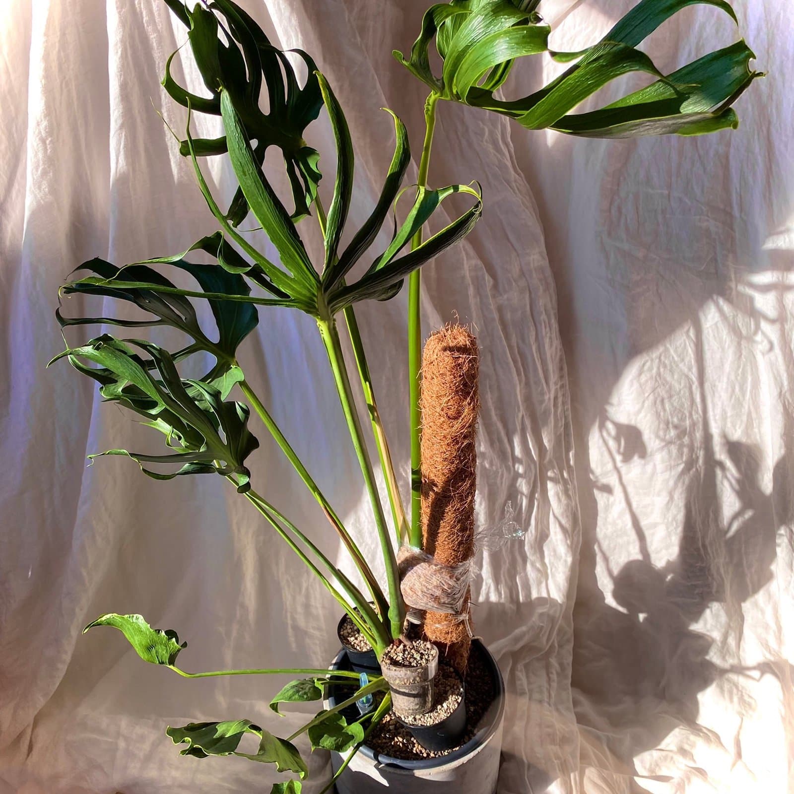 Monstera 'Unniiae'