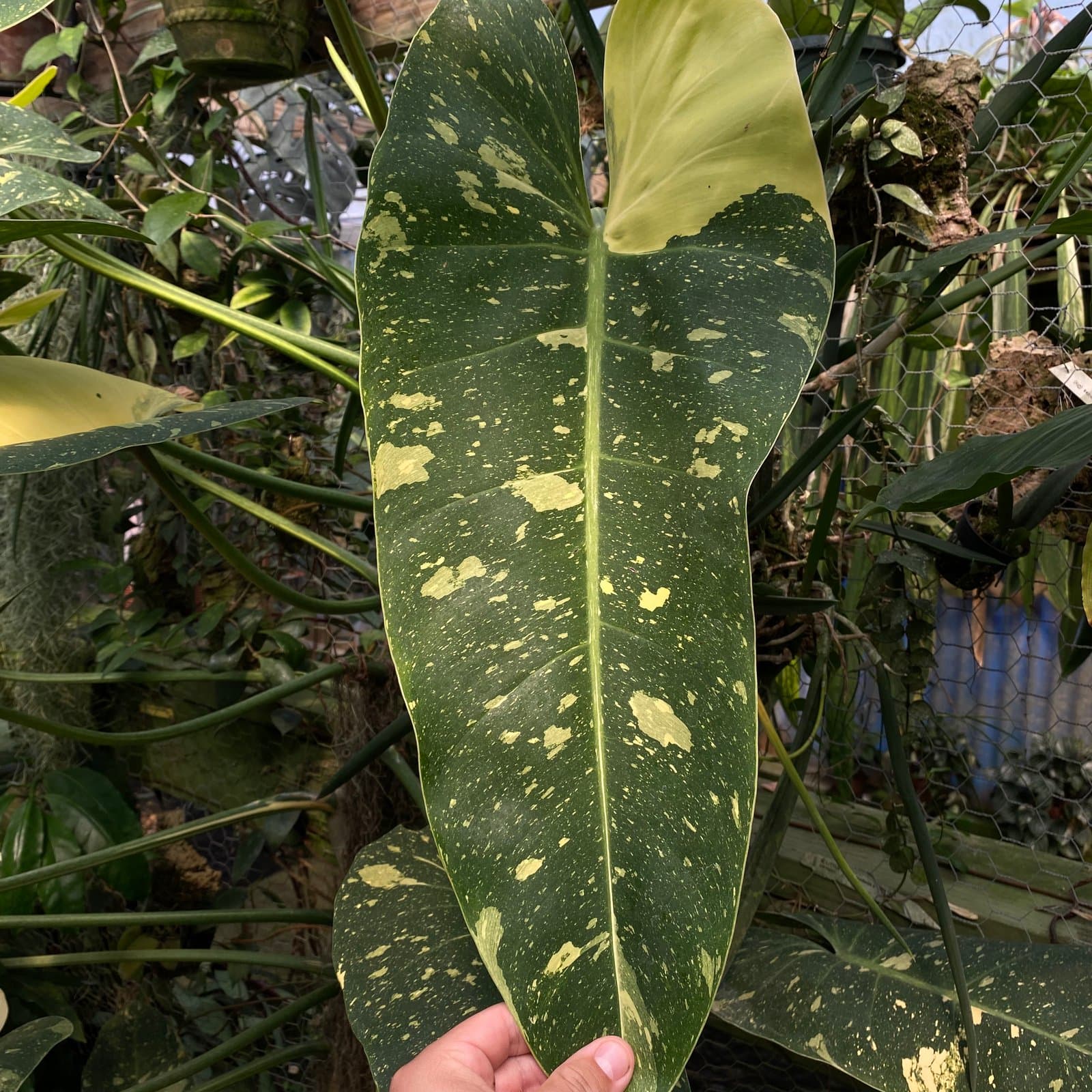 Philodendron 'Texas Jose Buono'