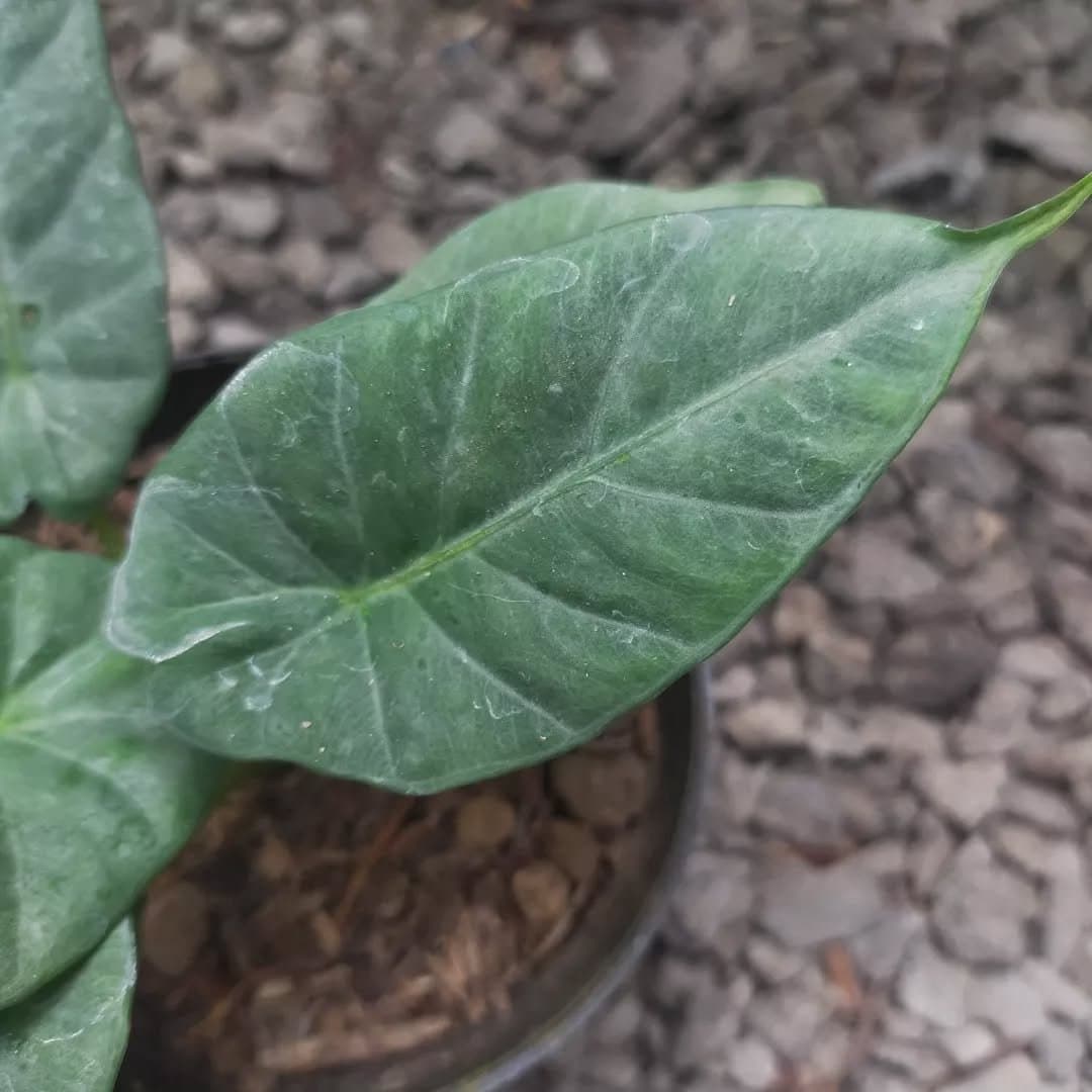 Alocasia 'Kencana'