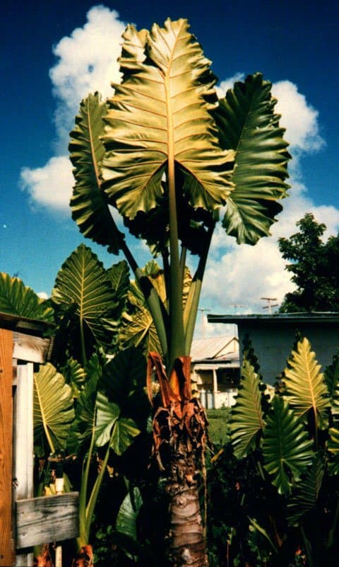 Alocasia 'Portora'