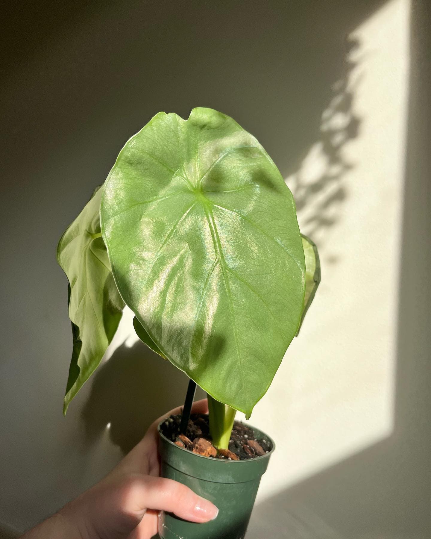 Alocasia perakensis 'Silver Giant'
