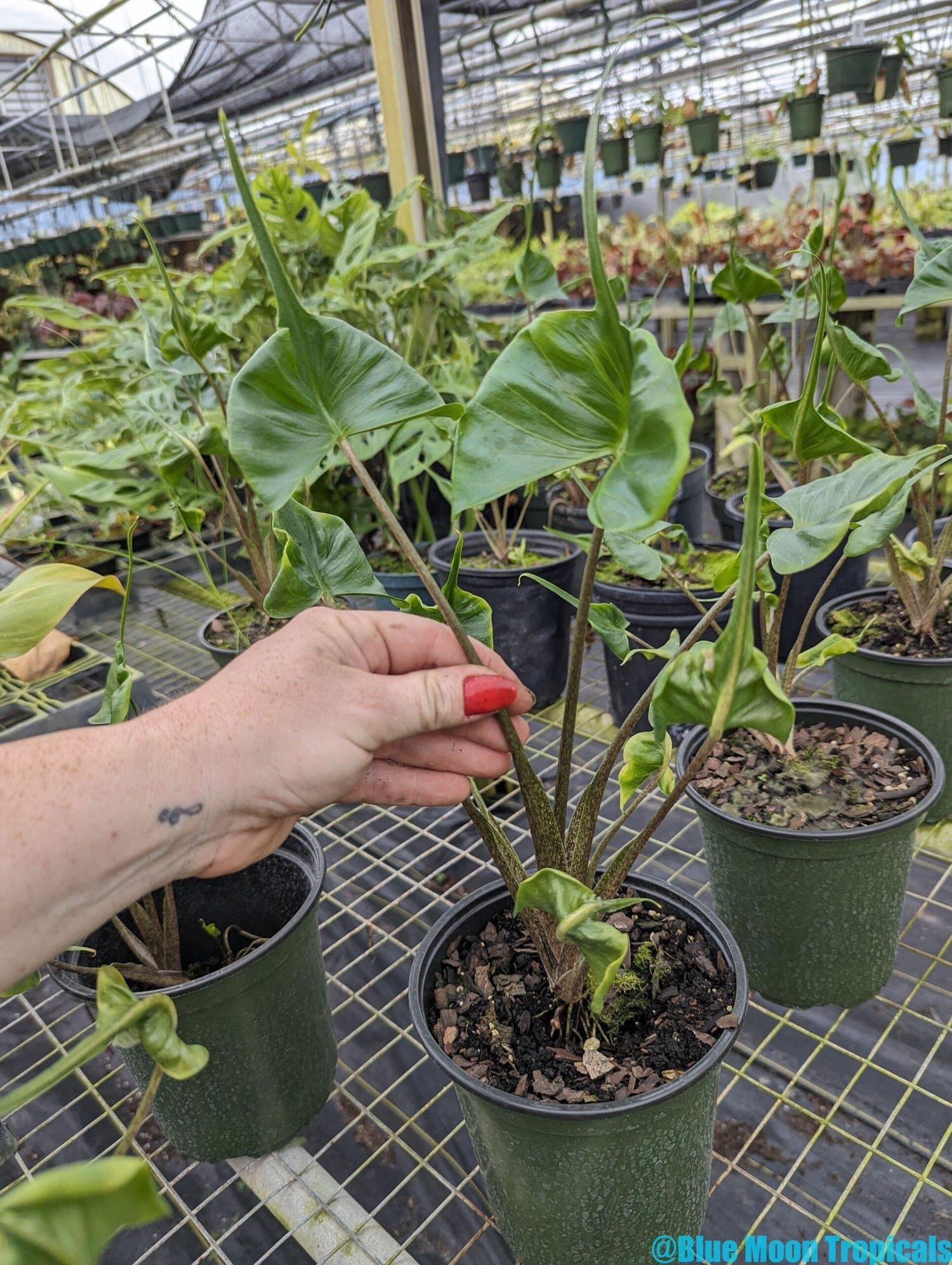 Alocasia macrorrhizos 'Baby Ray'