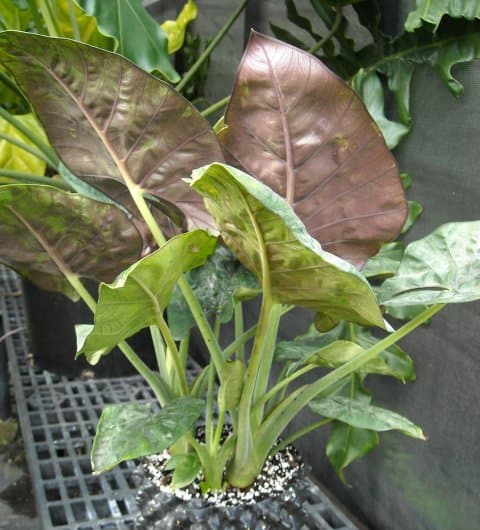 Alocasia 'Royal Sarawak'
