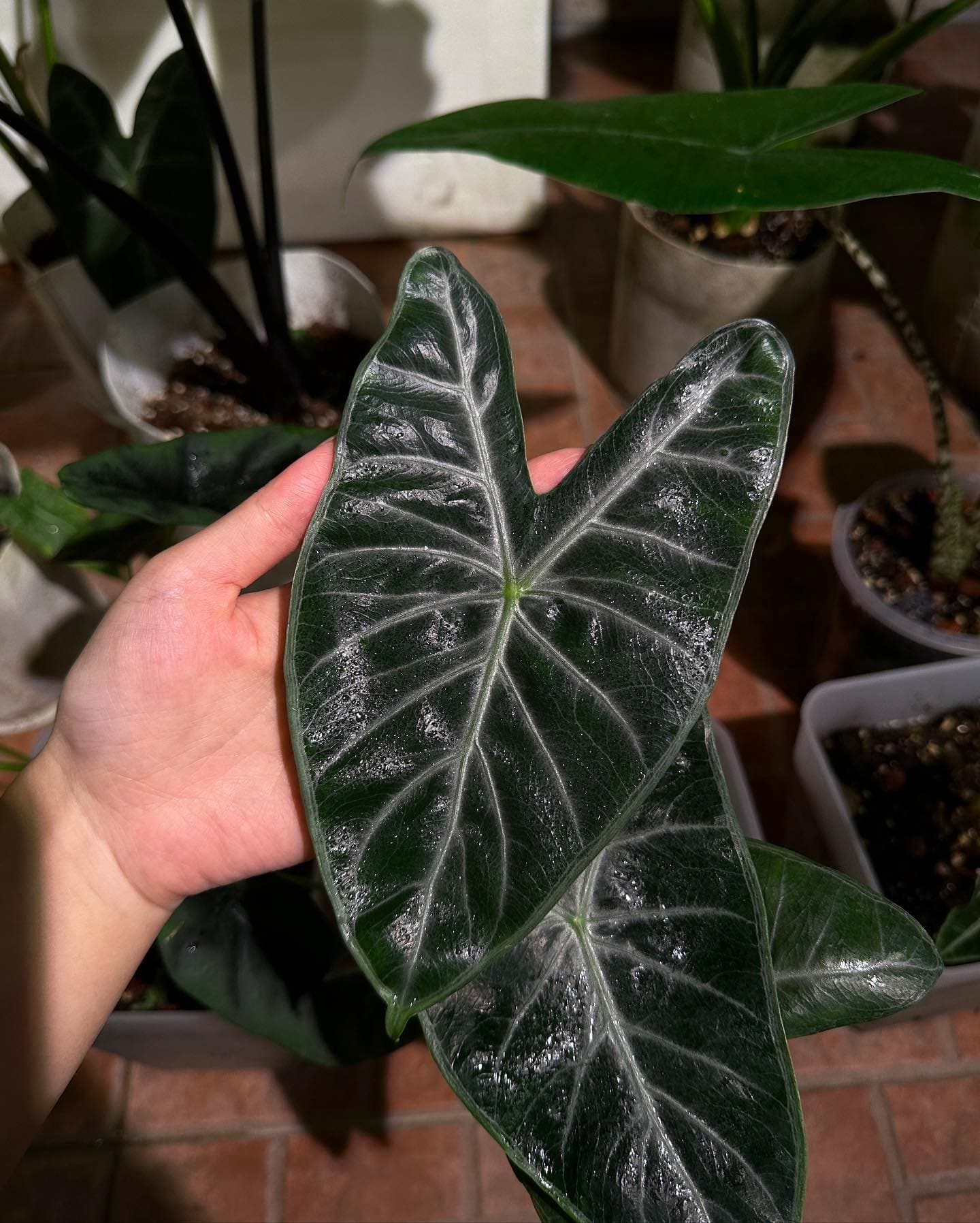 Alocasia 'Ivory Coast'