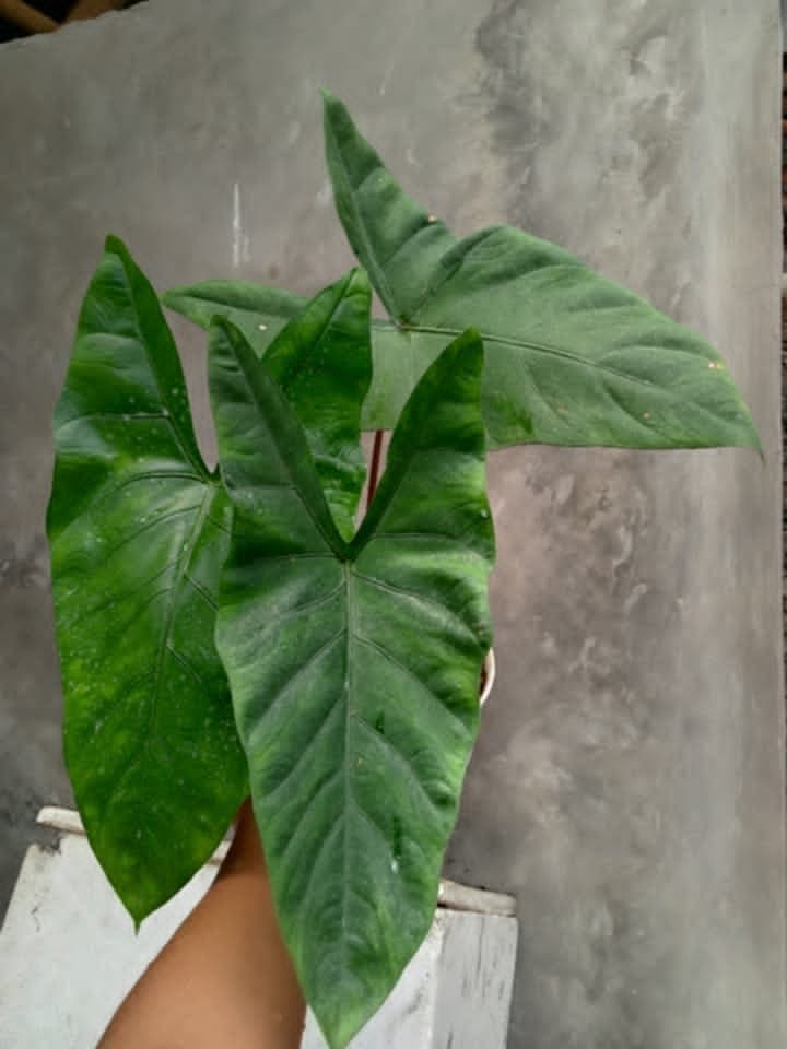 Alocasia 'Ariana'