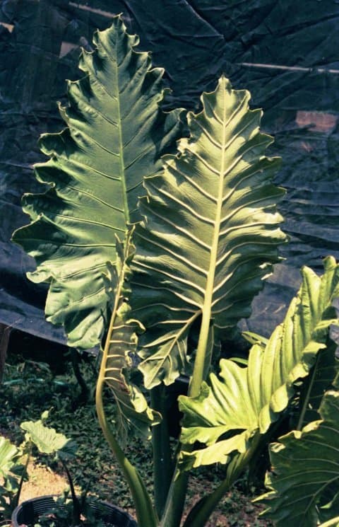 Alocasia 'Ripple Effect'