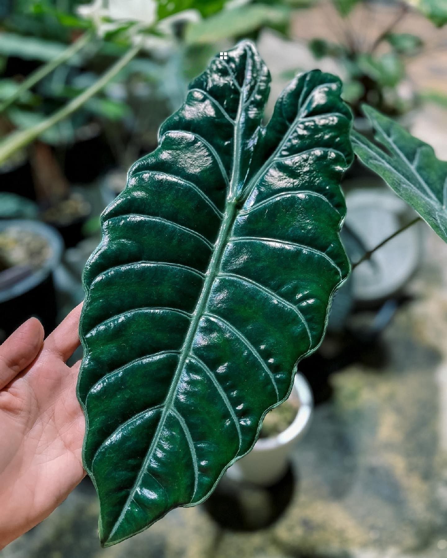 Alocasia 'Chantrierii'