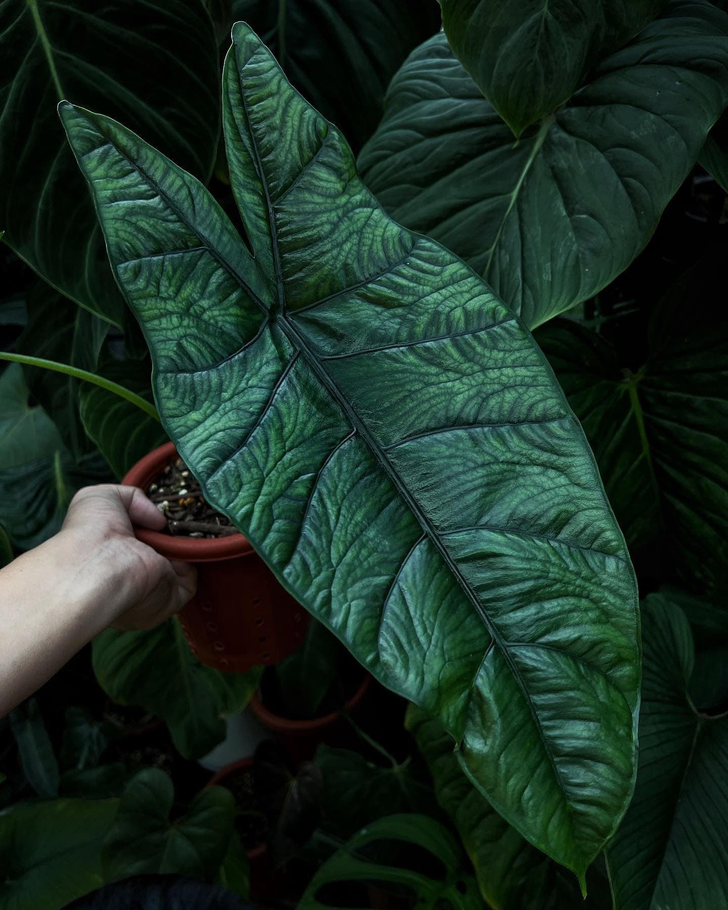 Alocasia heterophylla 'Bahamut'