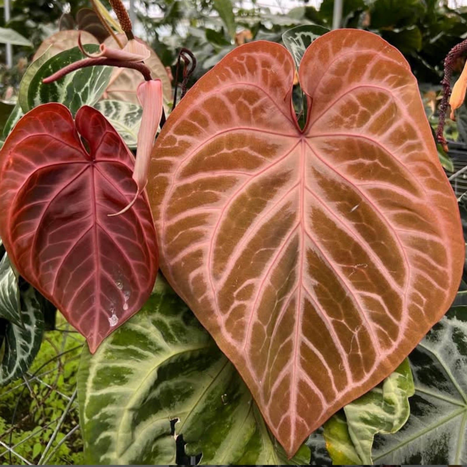 Anthurium 'Pink Lemonade'