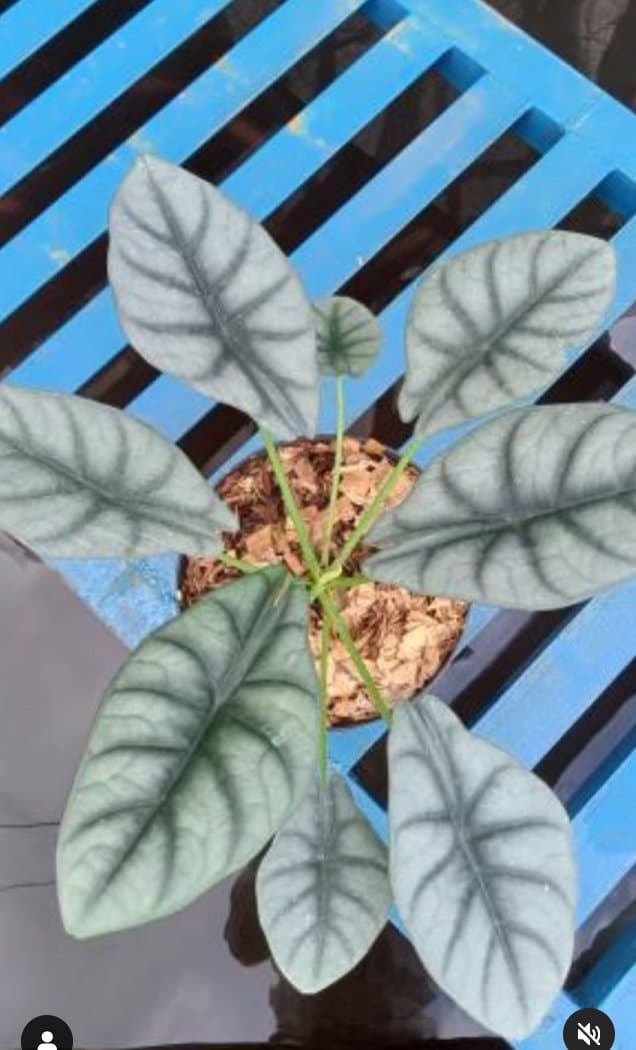 Alocasia 'Reversil'