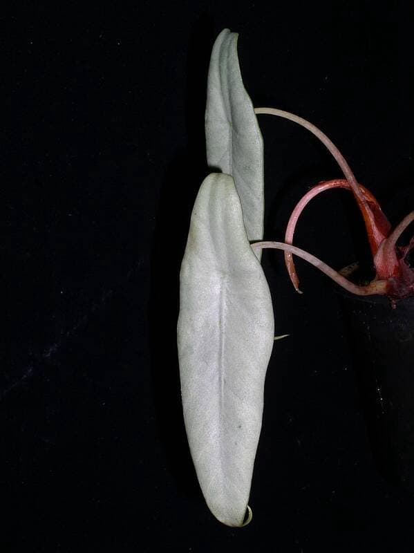 Alocasia peltata 'Silver Grey'