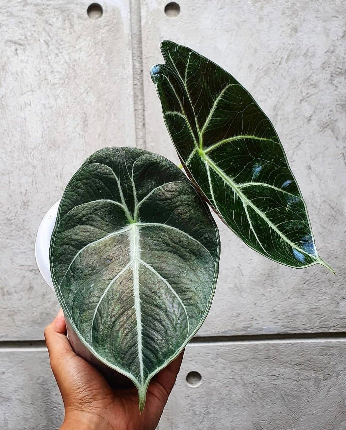 Alocasia 'Mark Campbell'
