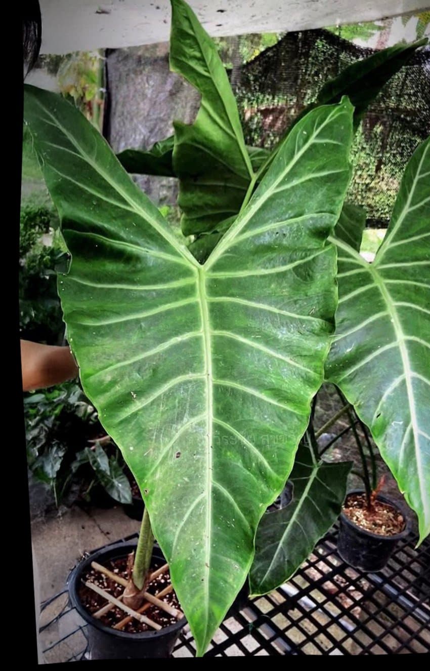 Alocasia 'V-storm'