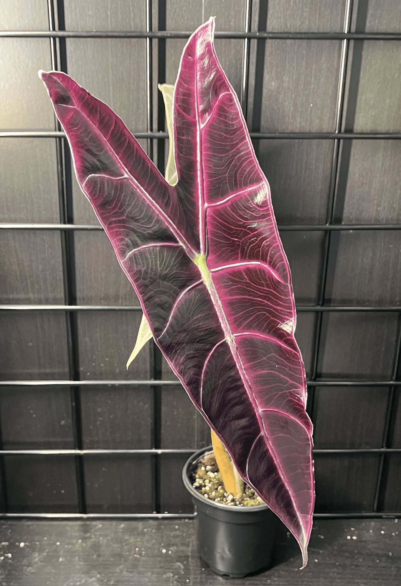 Alocasia longiloba 'Purple'