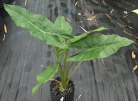 Alocasia 'Brisbane Tigress'