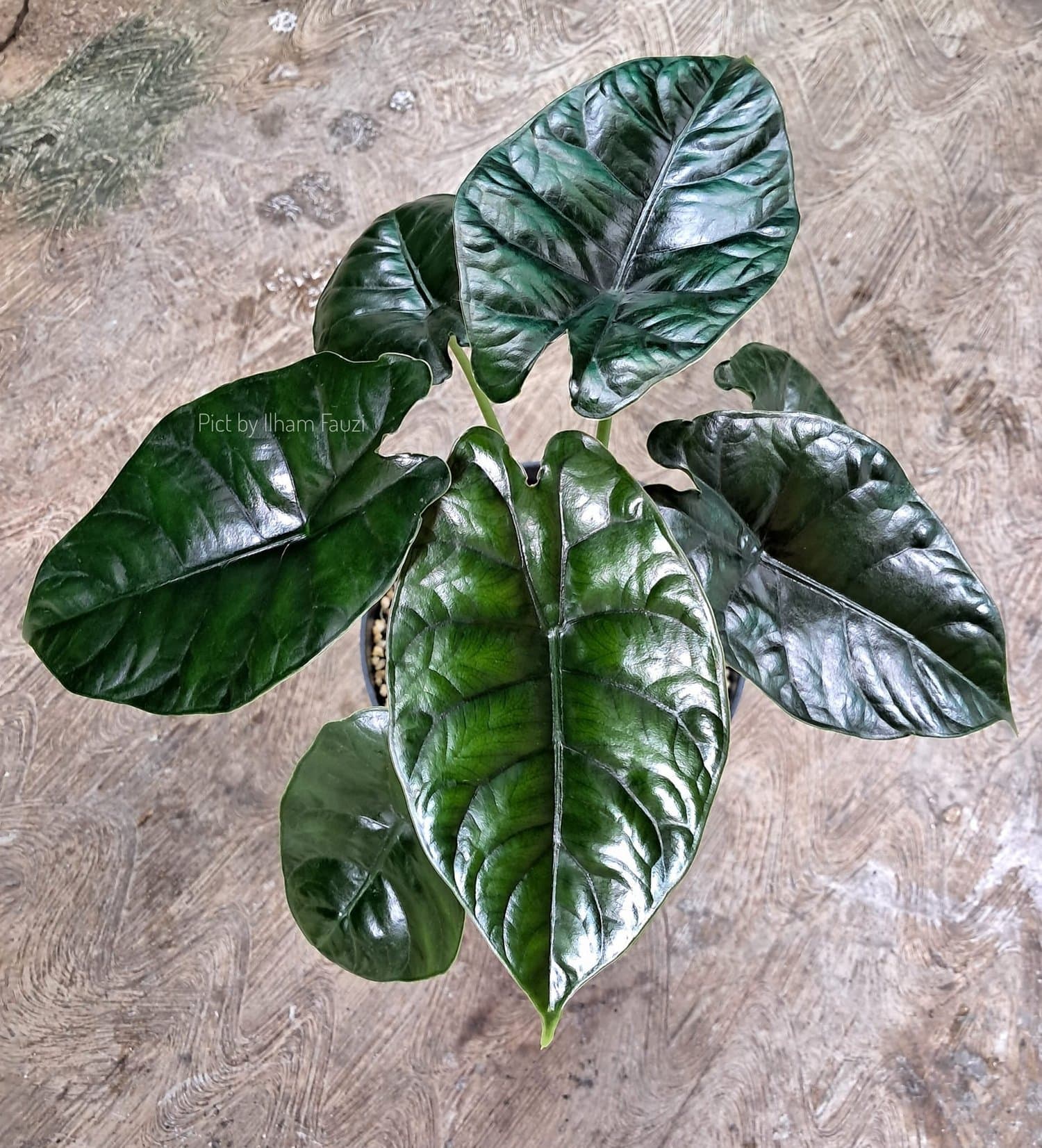 Alocasia 'Andromeda'