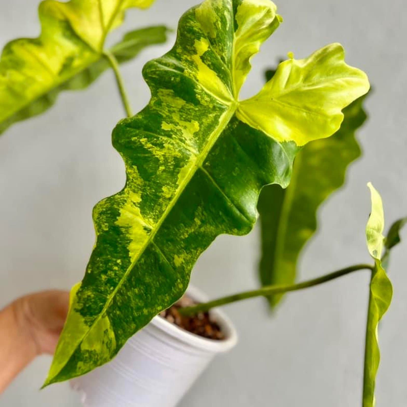 Philodendron 'Cosmic'