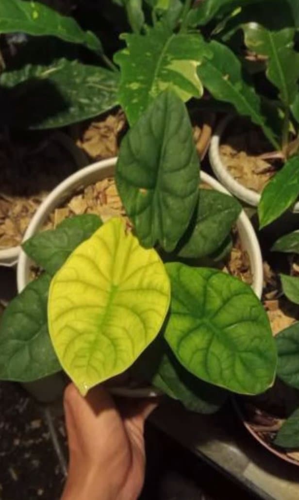 Alocasia 'Maharani Moonlight'