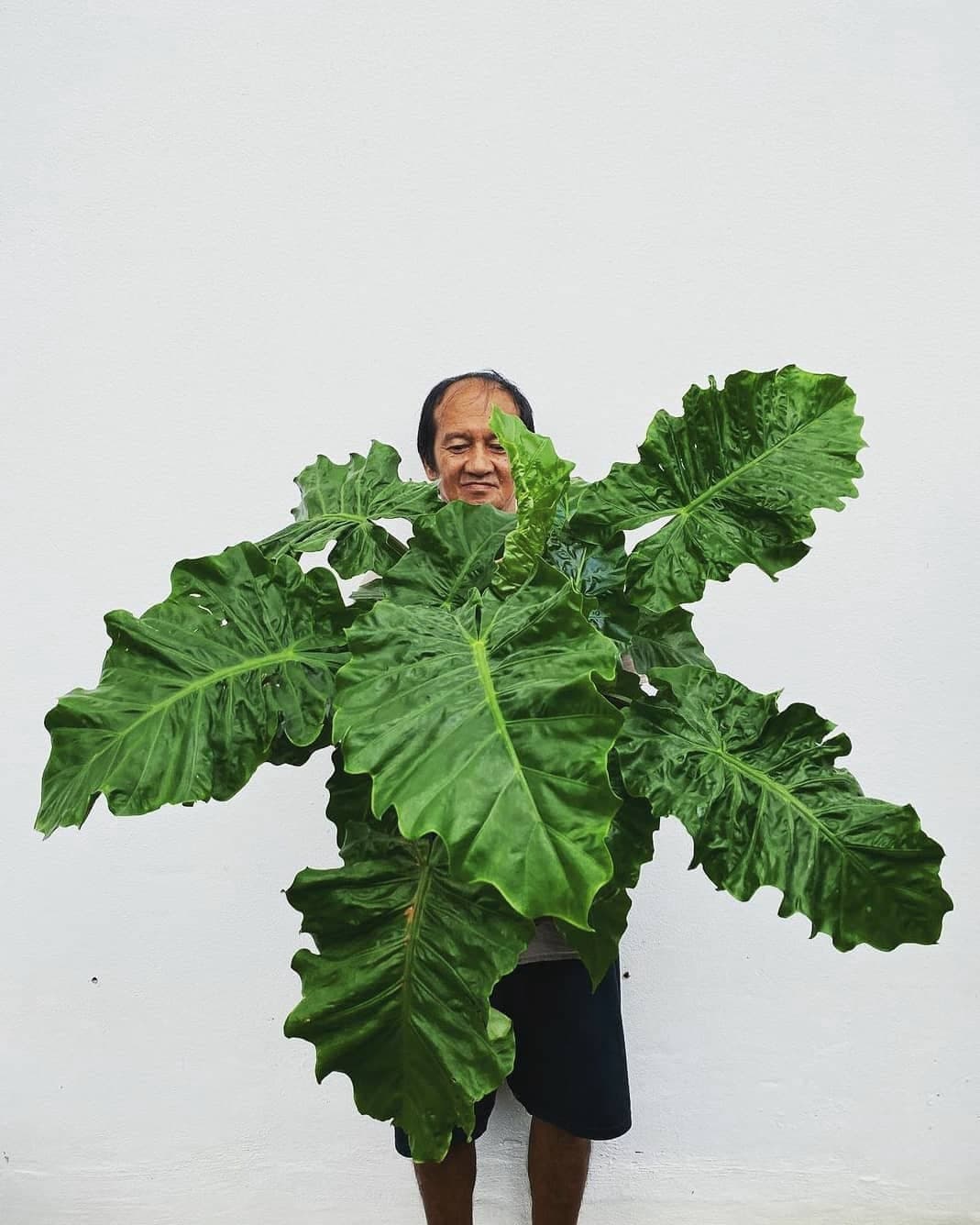 Alocasia 'Low Rider'
