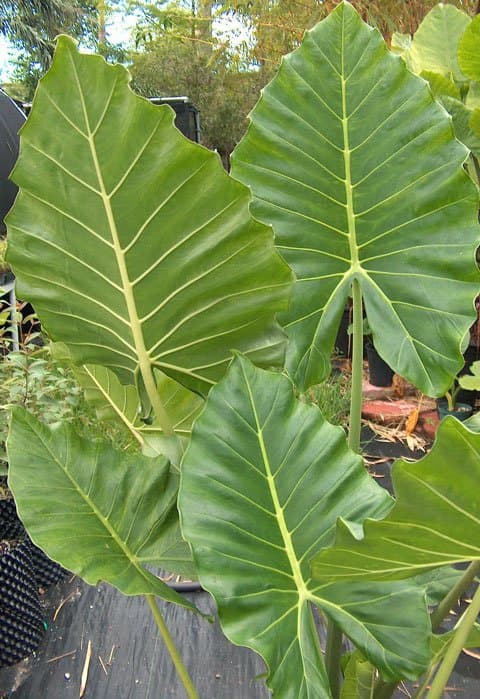 Alocasia 'Saridora'
