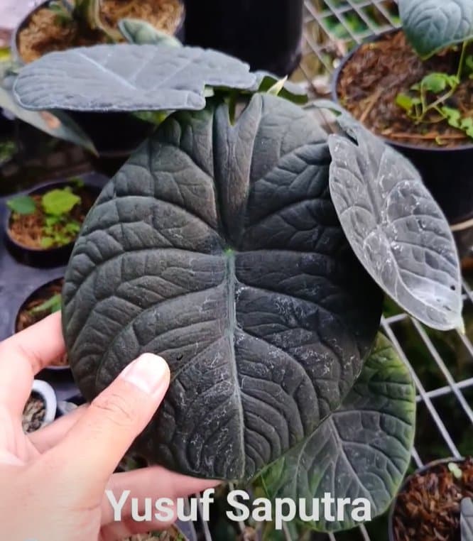 Alocasia 'Antasena'