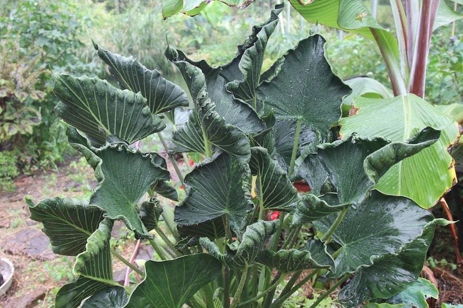 Alocasia 'Grim Reaper'