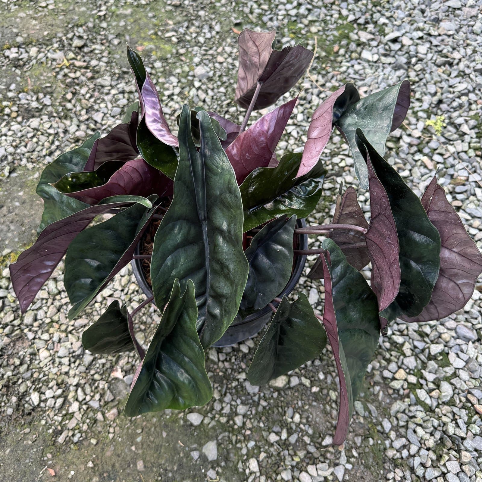 Alocasia 'Purple Dragon'