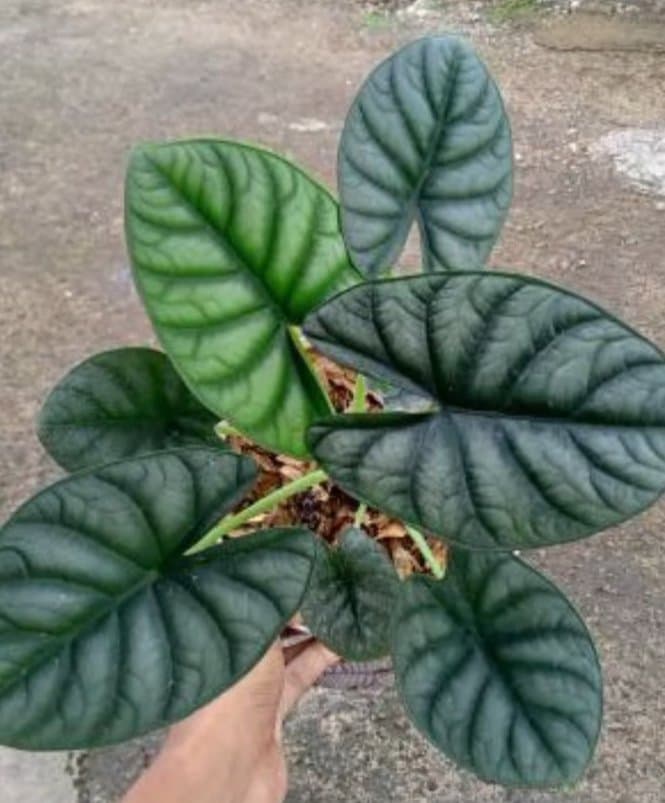 Alocasia 'Oviek 2'
