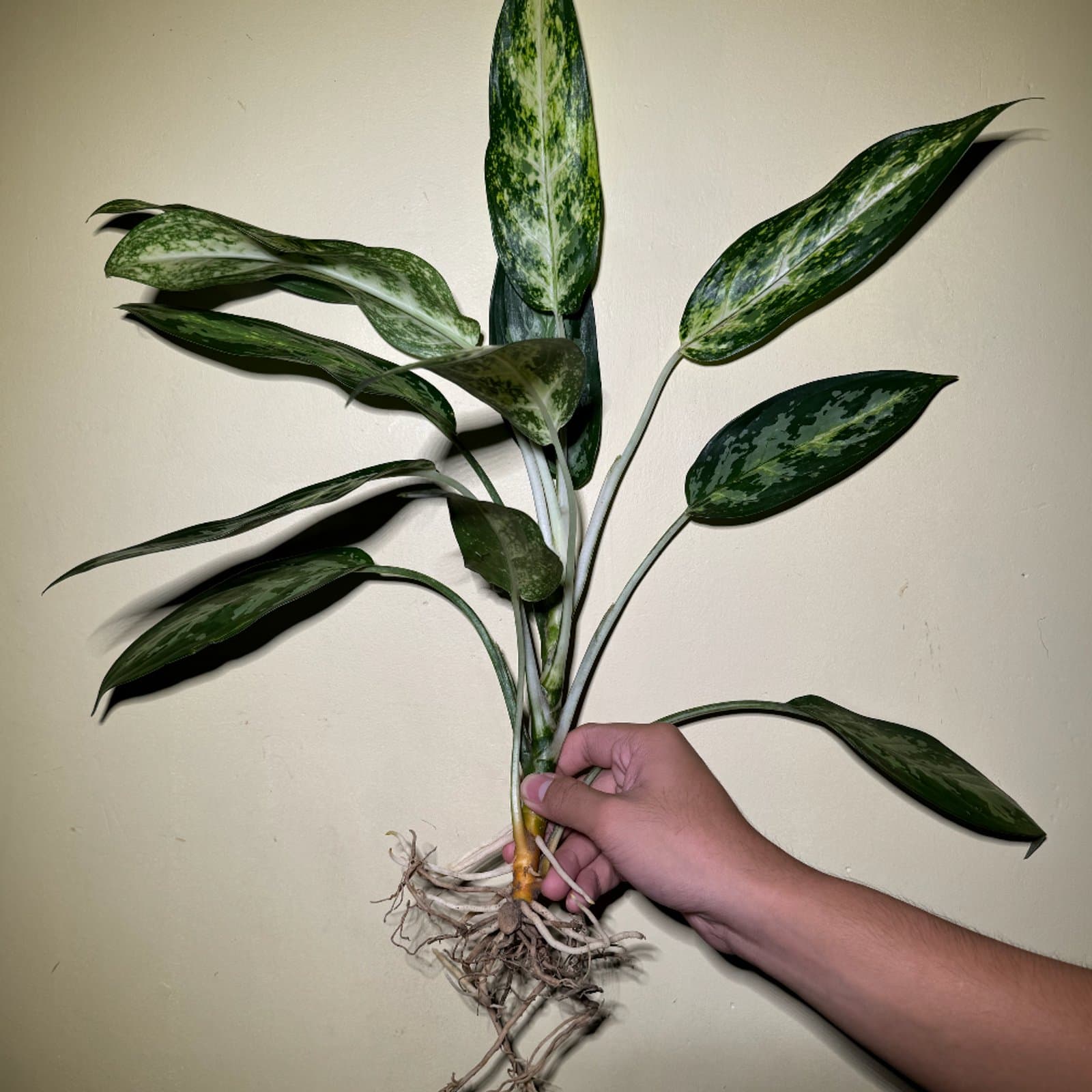 Aglaonema commutatum 'Maria Cecilia'