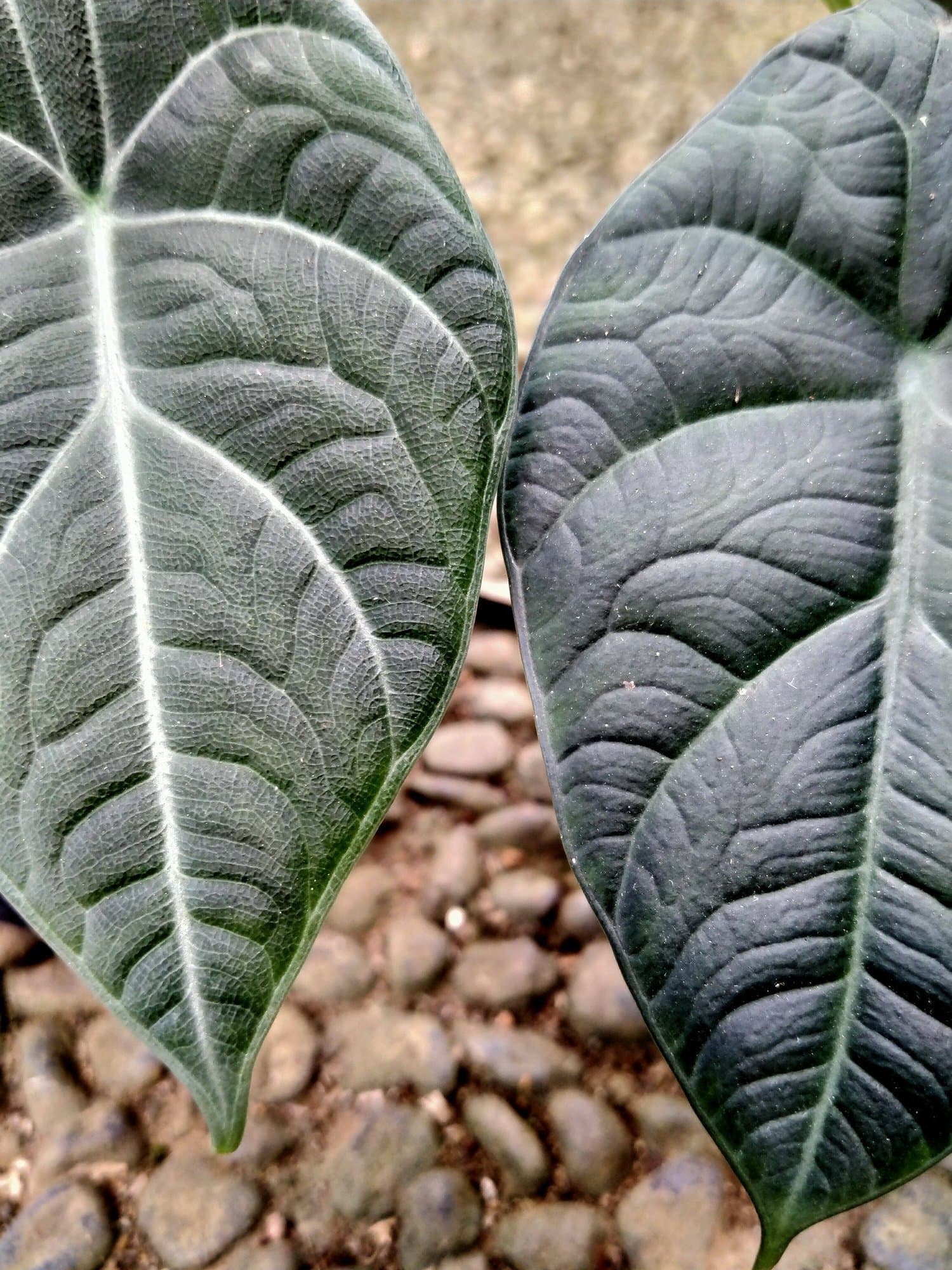 Alocasia 'Black Dragon'