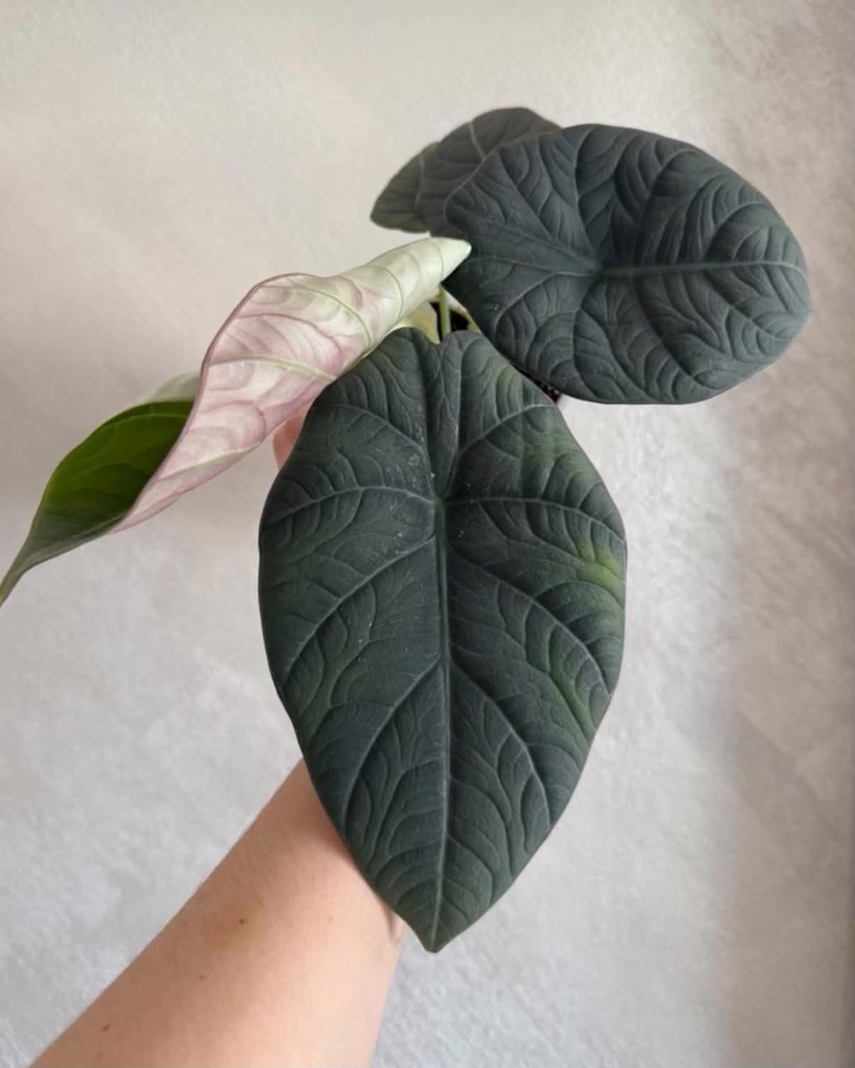 Alocasia 'Gray Bimasena'