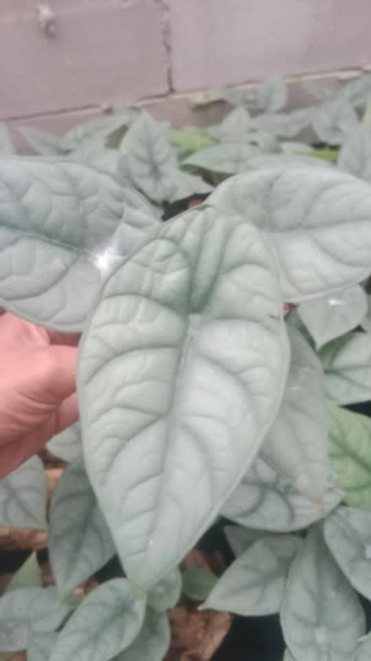 Alocasia 'Humaira'