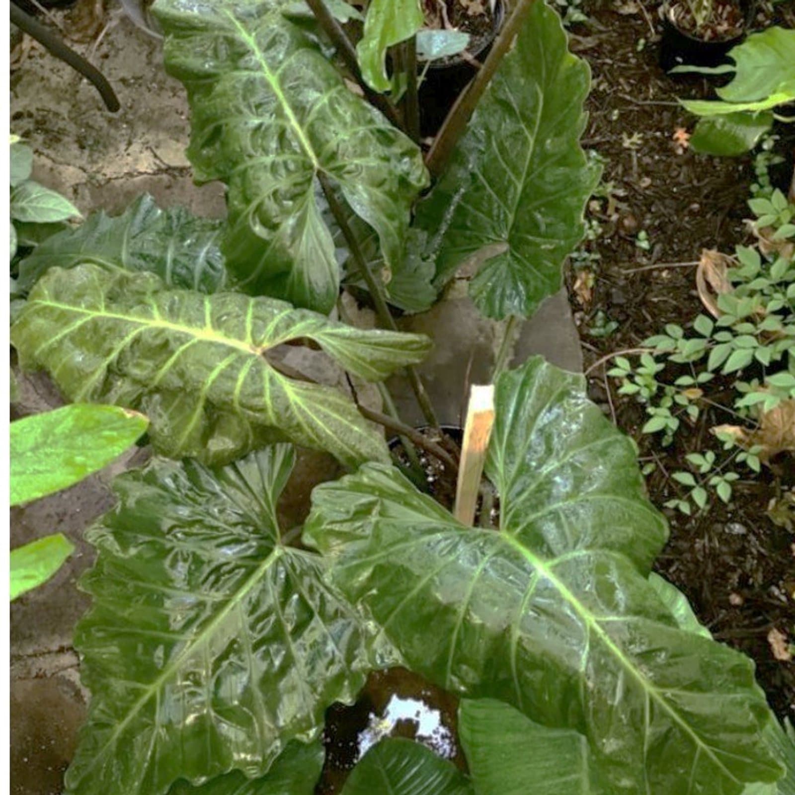 Philodendron pinnatifidum 'Corsinianum'