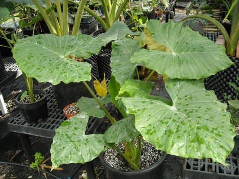 Alocasia 'Nyctedora'