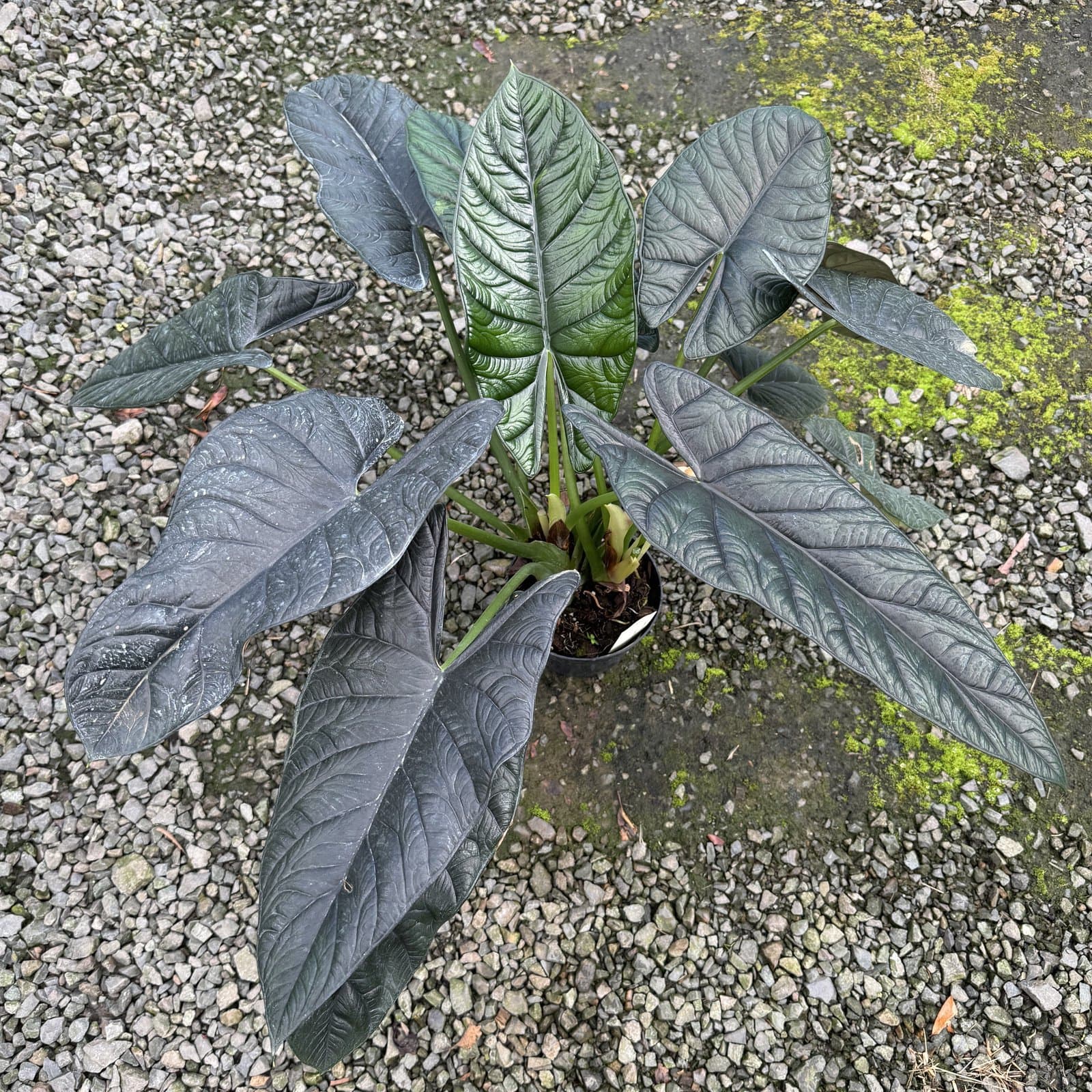 Alocasia 'Dragon Wings'