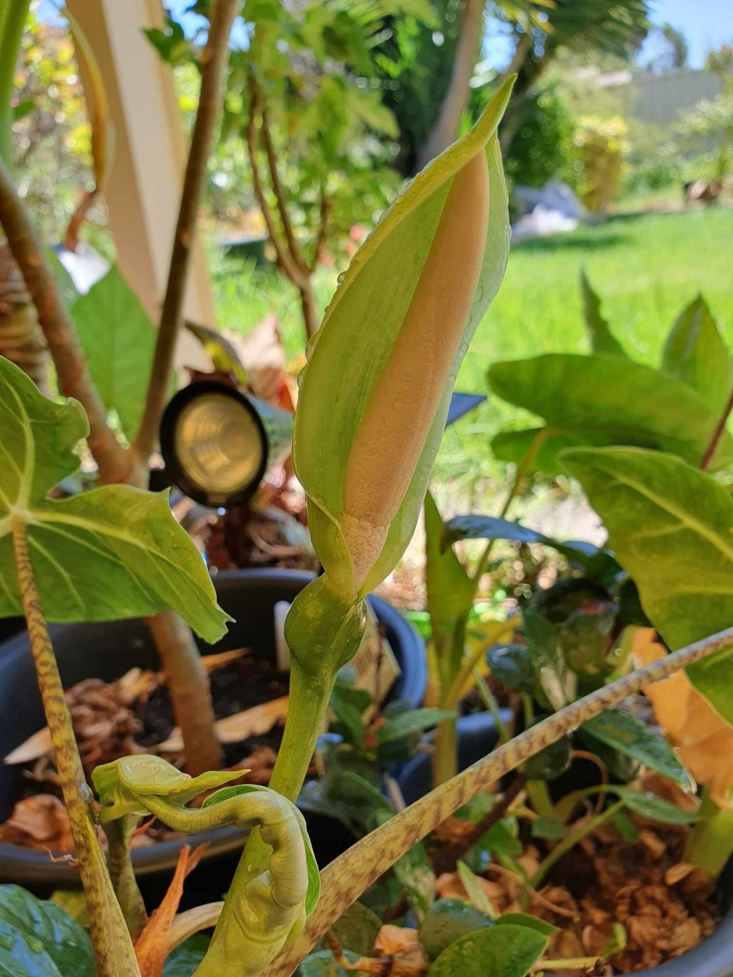 Alocasia micholitziana 'Gigantea'