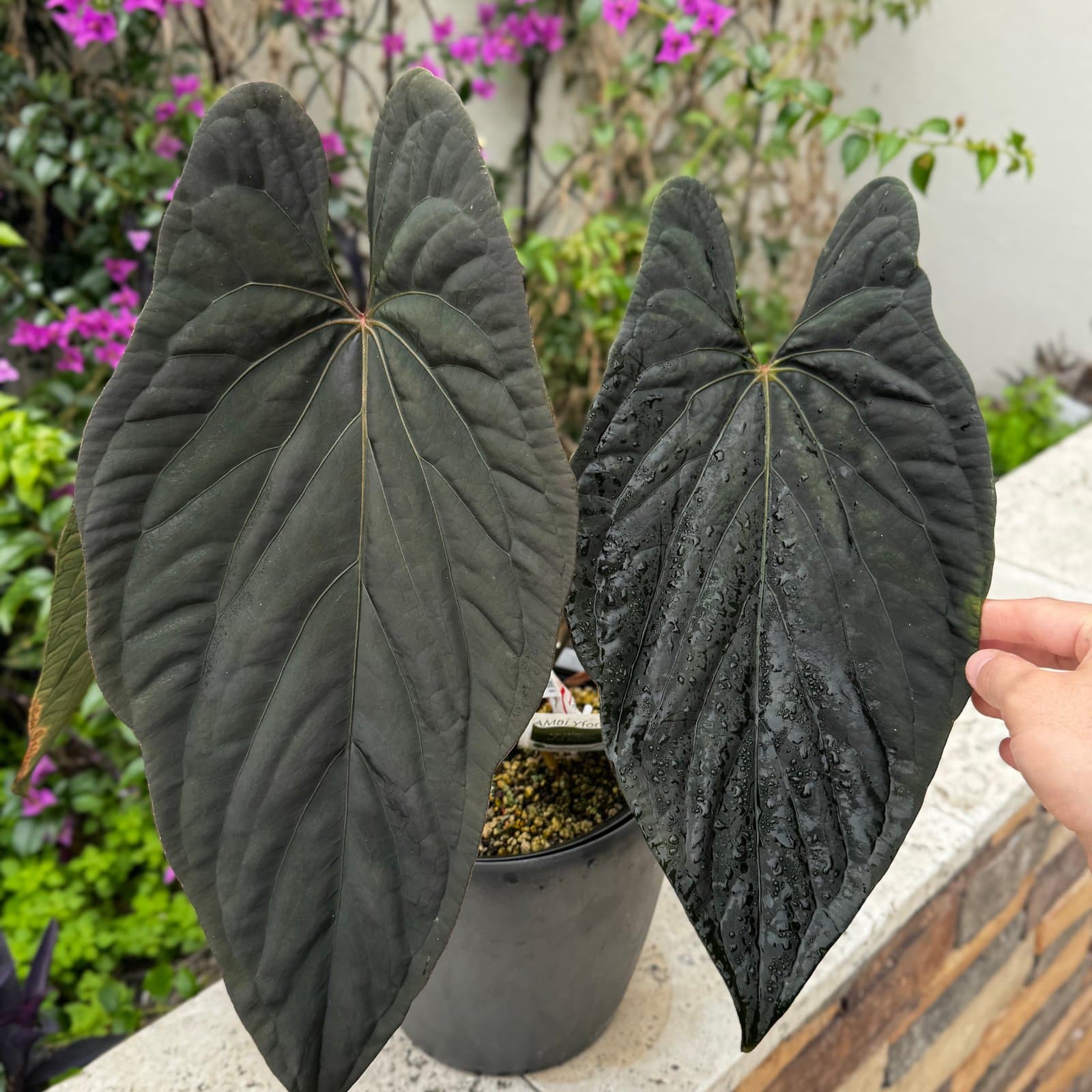 Anthurium papillilaminum 'Smaug'