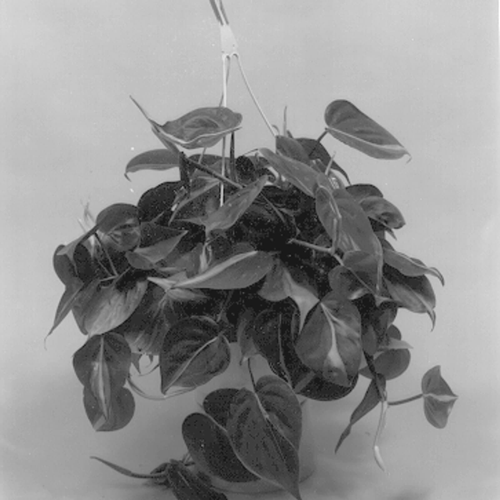 Philodendron 'Brasil'
