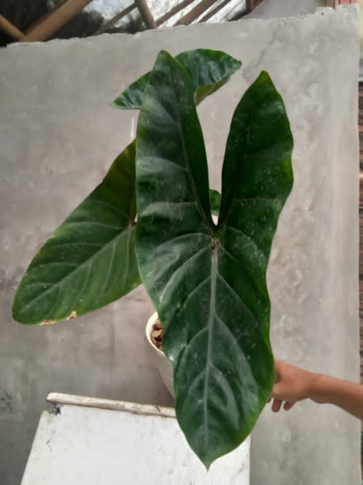 Alocasia 'Ayesha'