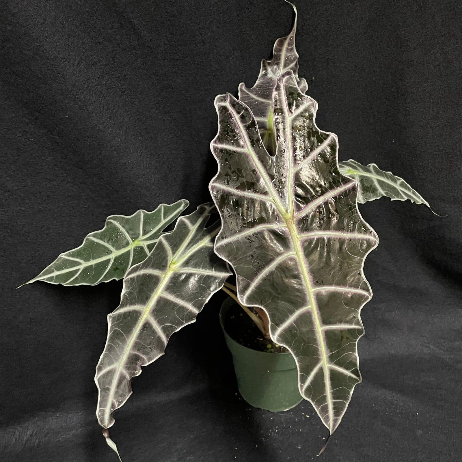Alocasia sanderiana 'Purpley'
