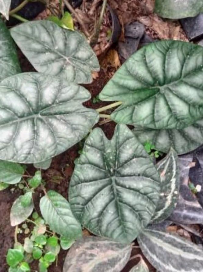Alocasia 'Wyvern Moon'