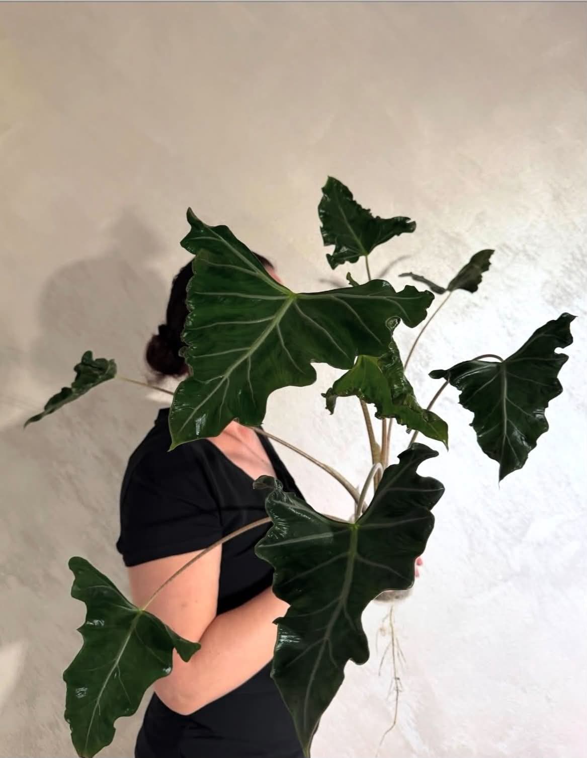 Alocasia sanderiana 'Lailah'