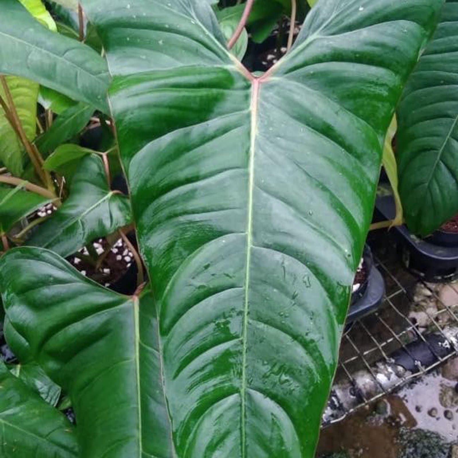 Philodendron 'Lita Red'
