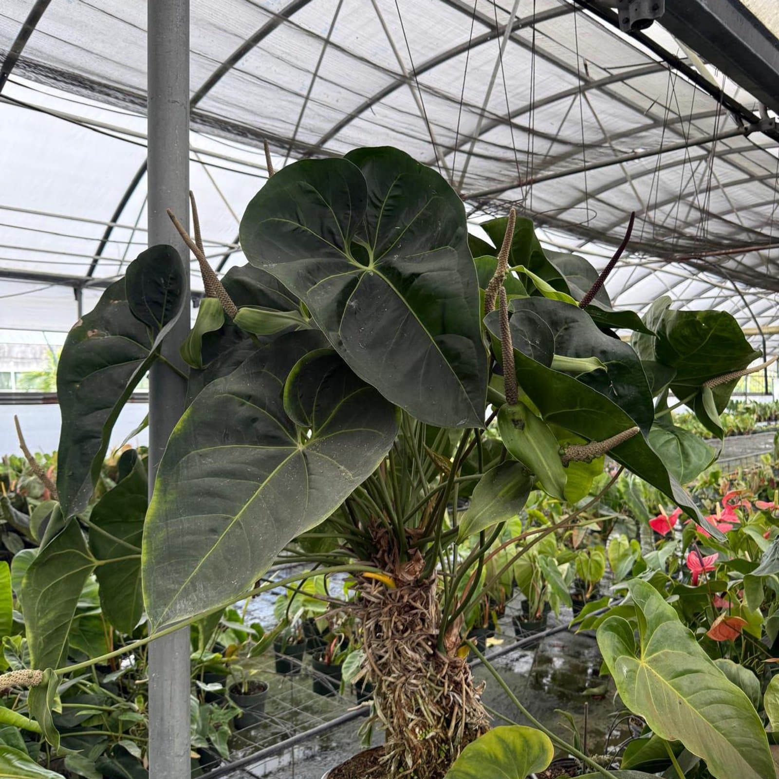 Anthurium 'Giant Claire'