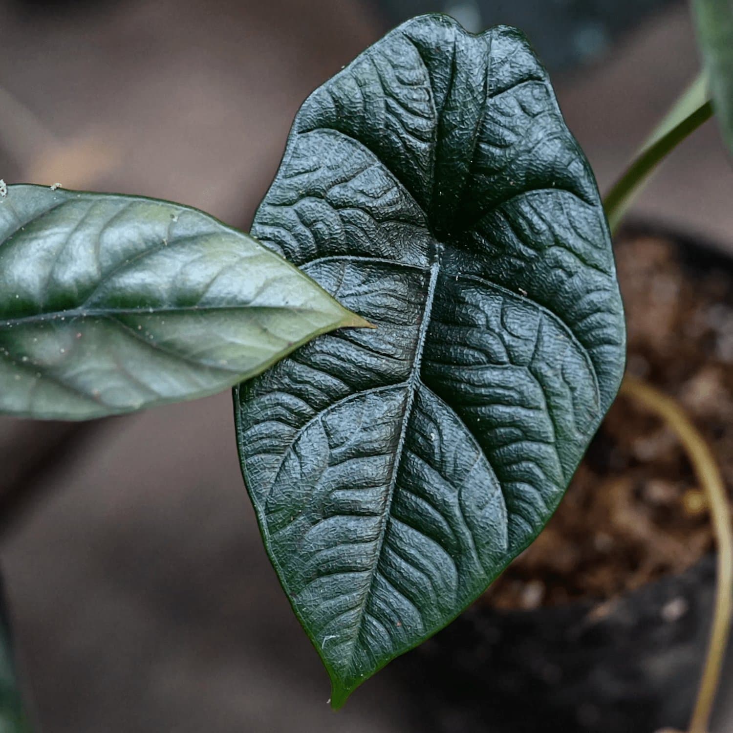 Alocasia 'Green Bold'