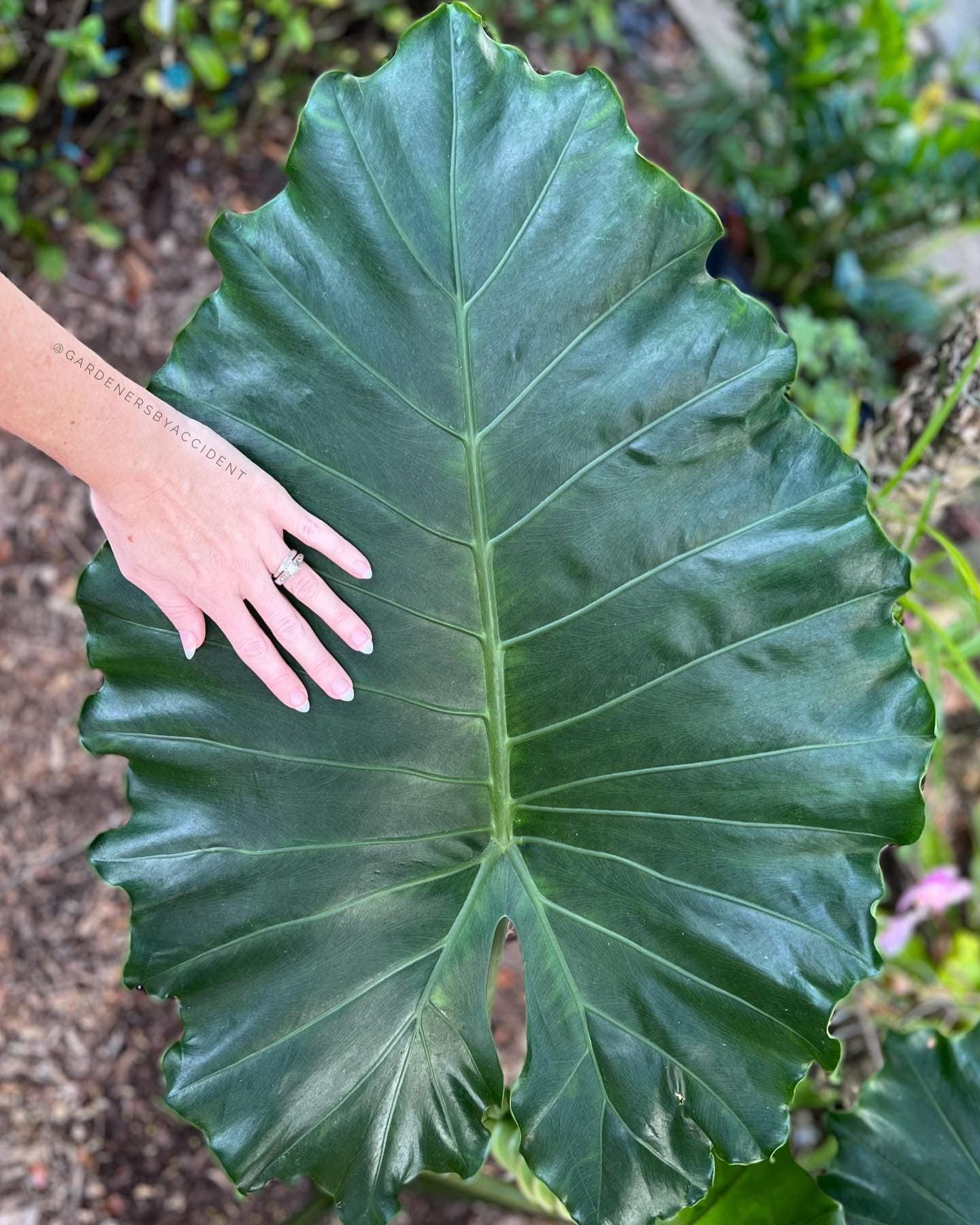 Alocasia 'Alocasia Tyrion'