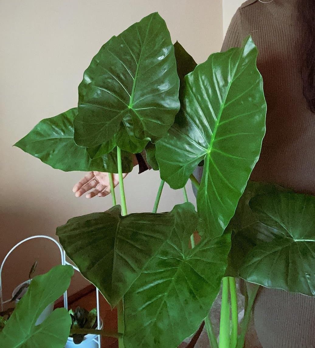 Alocasia 'Calidora'