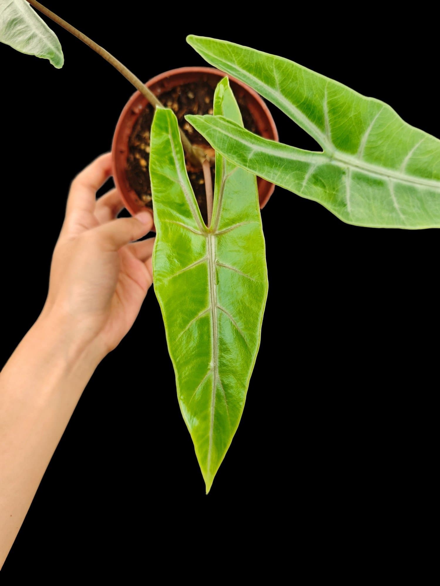 Alocasia 'Dragon Claw'