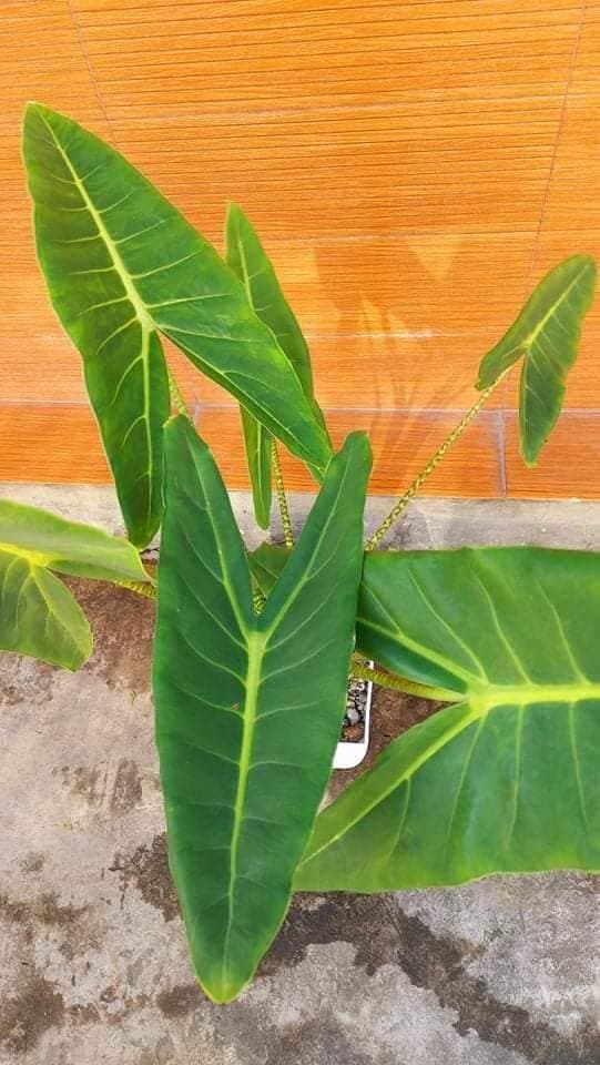 Alocasia zebrina 'White Vein'