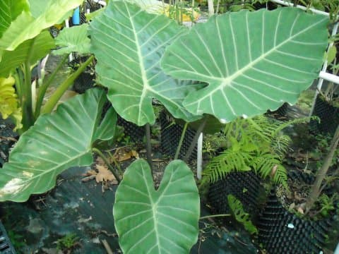 Alocasia 'Watson'